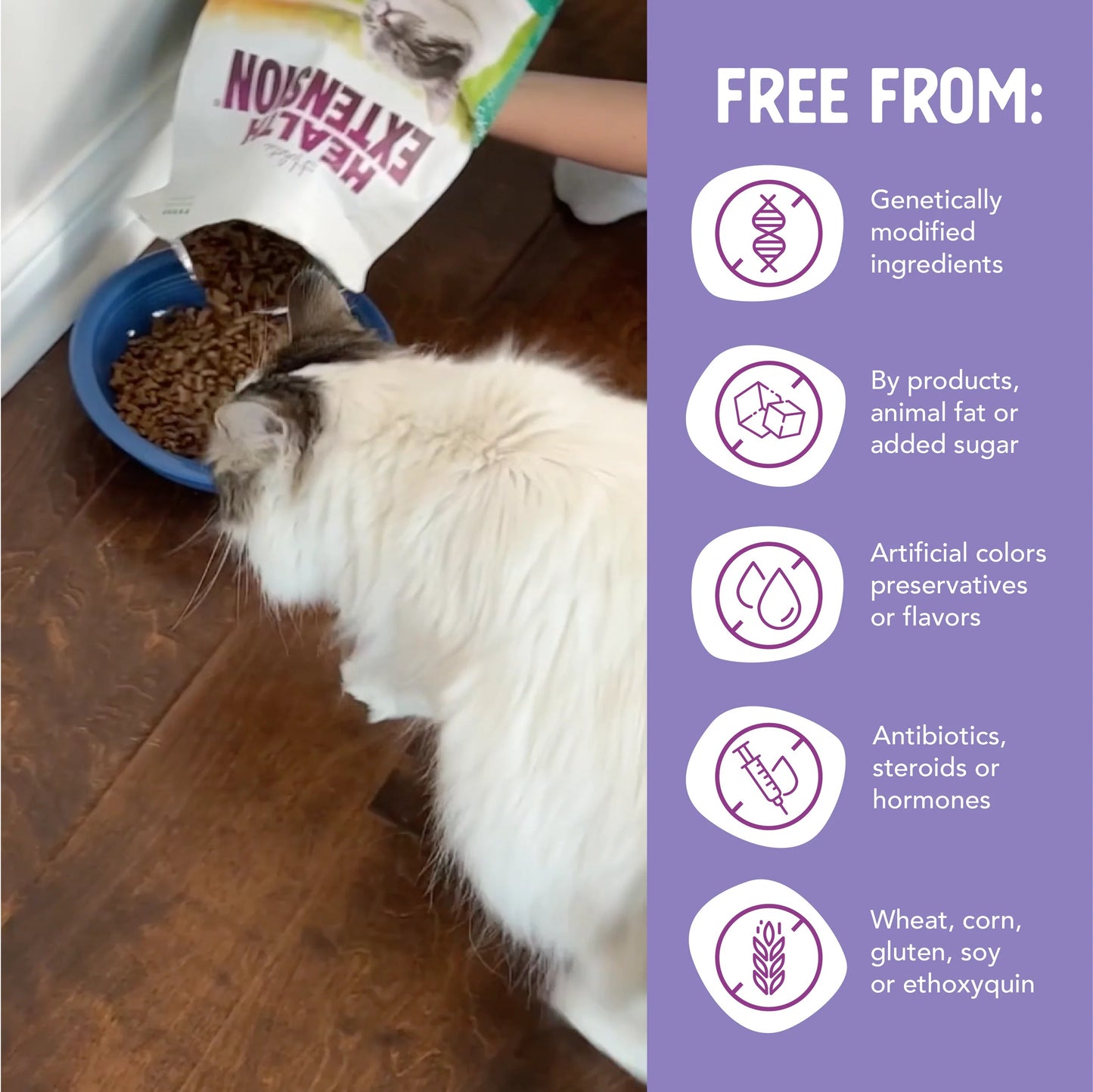 Holistic Health Extension Cat Dry Food Chicken & Brown Rice (4 LB Bag)