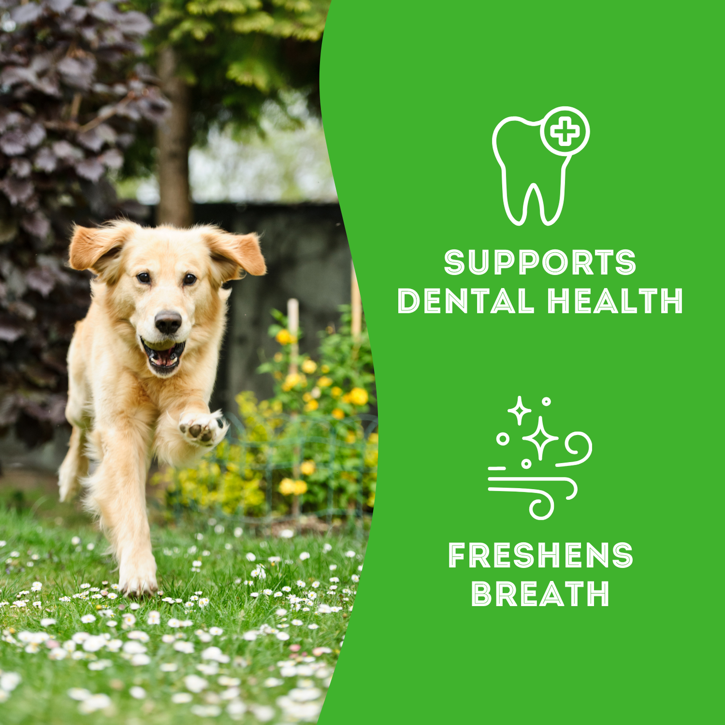 Mint & Parsley Dog Biscuit Treats: Breath-Freshening
