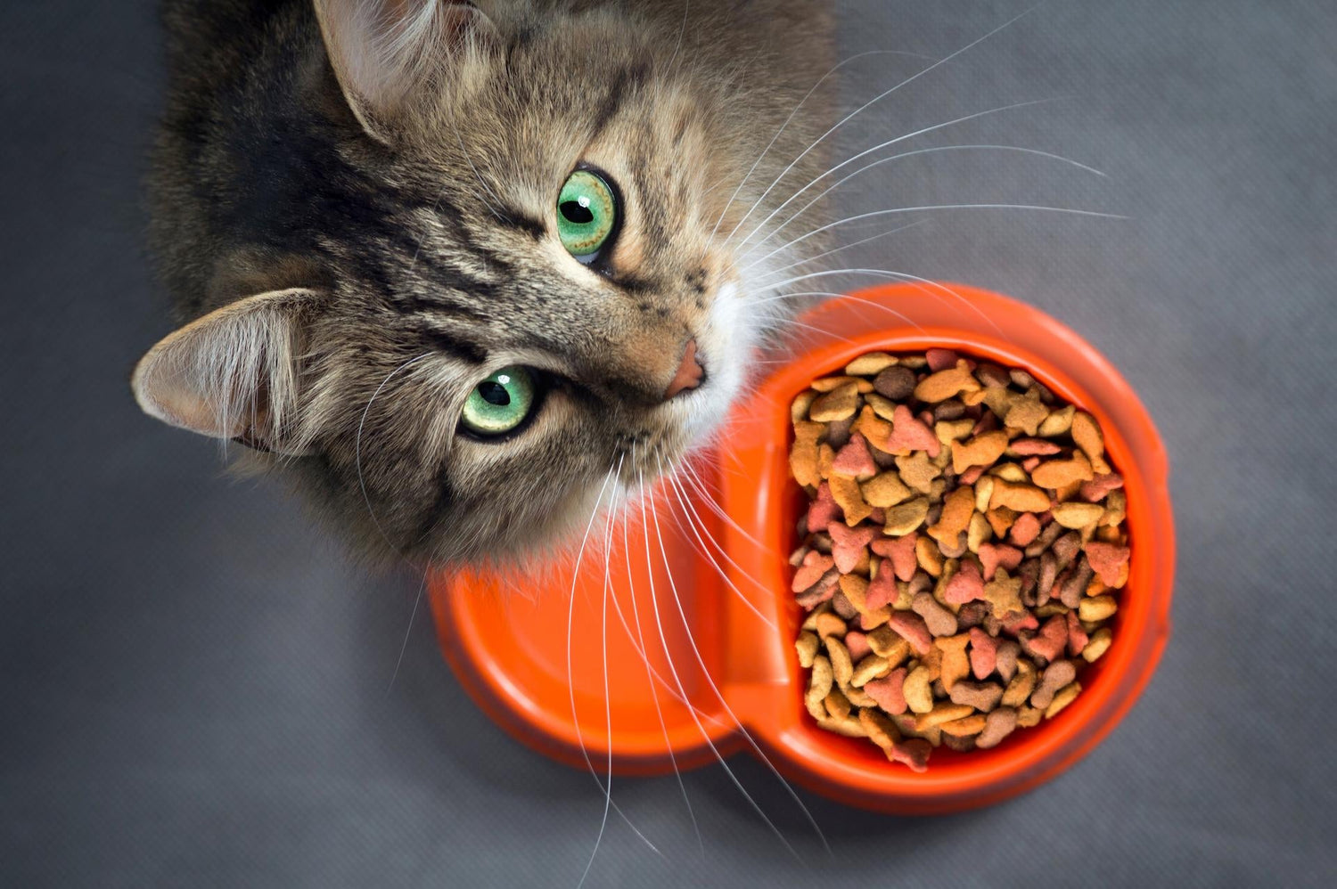 Cat Dry Food