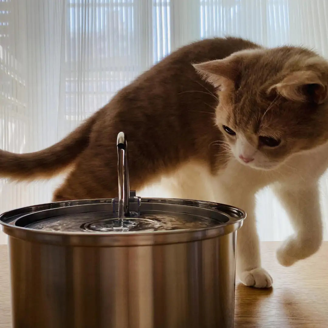 Dog & Cat Water Fountain